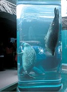 炵